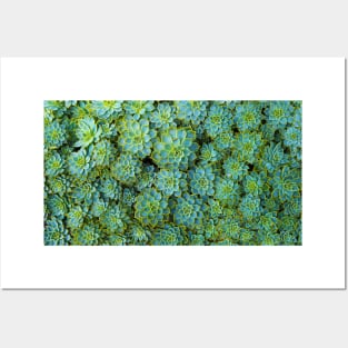 Green Succulent Posters and Art